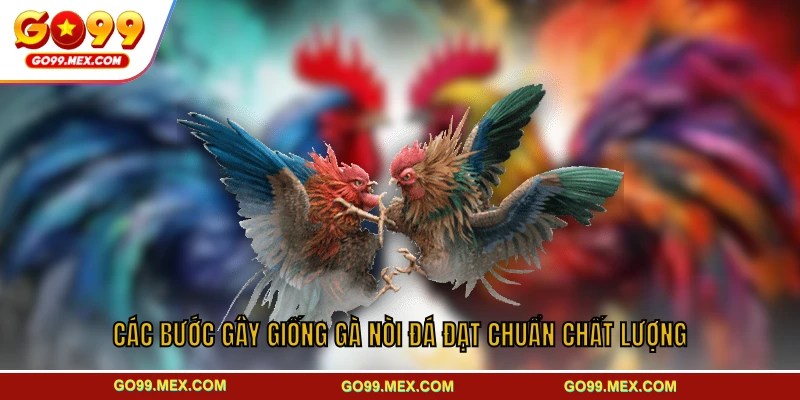 Cách nuôi gà đá chuẩn từ A–Z dành cho người mới bắt đầu tại GO99 3 Các bước gây giống gà nòi đá đạt chuẩn chất lượng