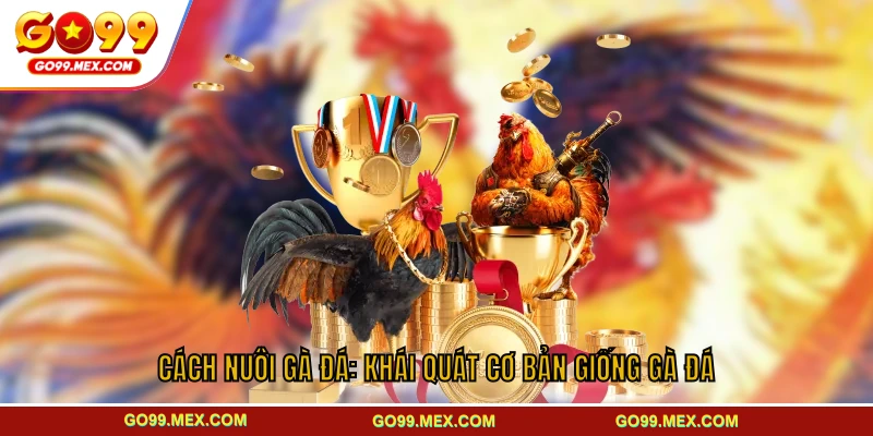 Cách nuôi gà đá chuẩn từ A–Z dành cho người mới bắt đầu tại GO99 2 Cách nuôi gà đá: Khái quát cơ bản giống gà đá