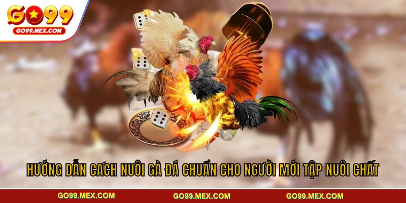 Cách nuôi gà đá chuẩn từ A–Z dành cho người mới bắt đầu tại GO99 1 Hướng Dẫn Cách Nuôi Gà Đá Chuẩn Cho Người Mới Tập Nuôi Chất